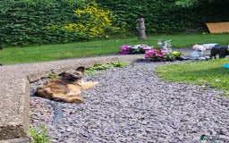 Pomapoo dogs for sale: Mother and daughter for sale  - Image 6