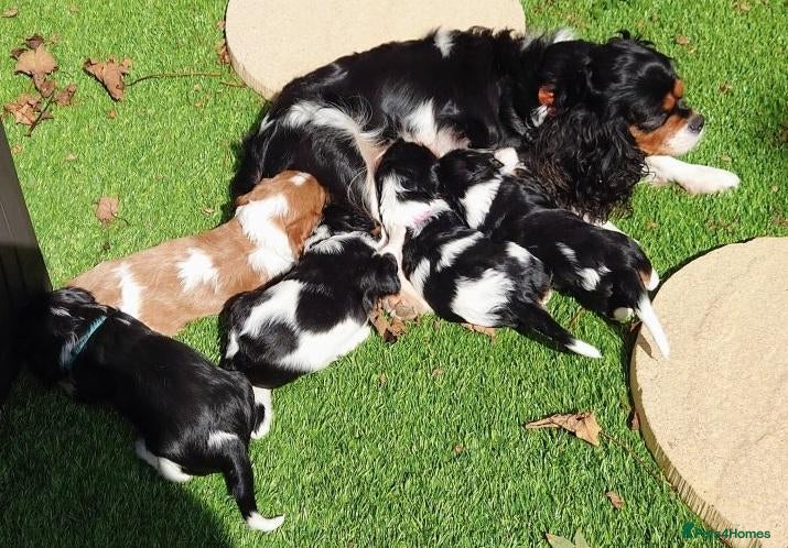 Cavalier King Charles Spaniel dogs Healthy & House-Trained Cavalier King Charles  - Advert 2