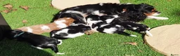 Cavalier King Charles Spaniel dogs for sale: Healthy & House-Trained Cavalier King Charles  in Brighton - Advert 1