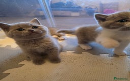 British Shorthair cats for sale: GCCF Registered British Shorthair Kittens - Image 10