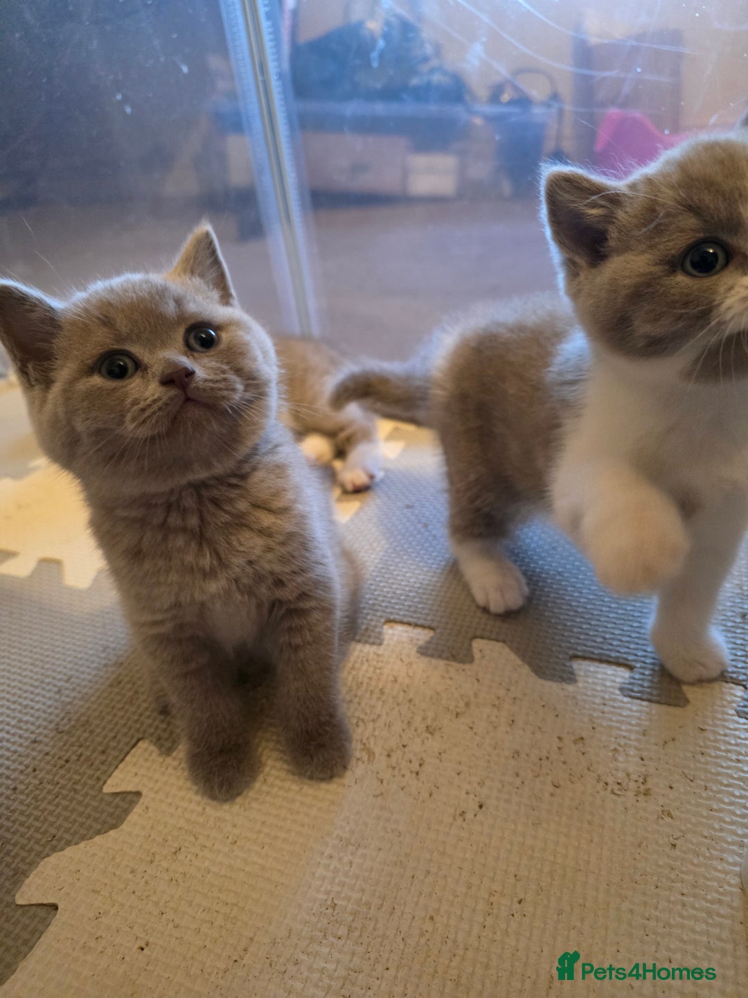 British Shorthair cats for sale: GCCF Registered British Shorthair Kittens - Image 10