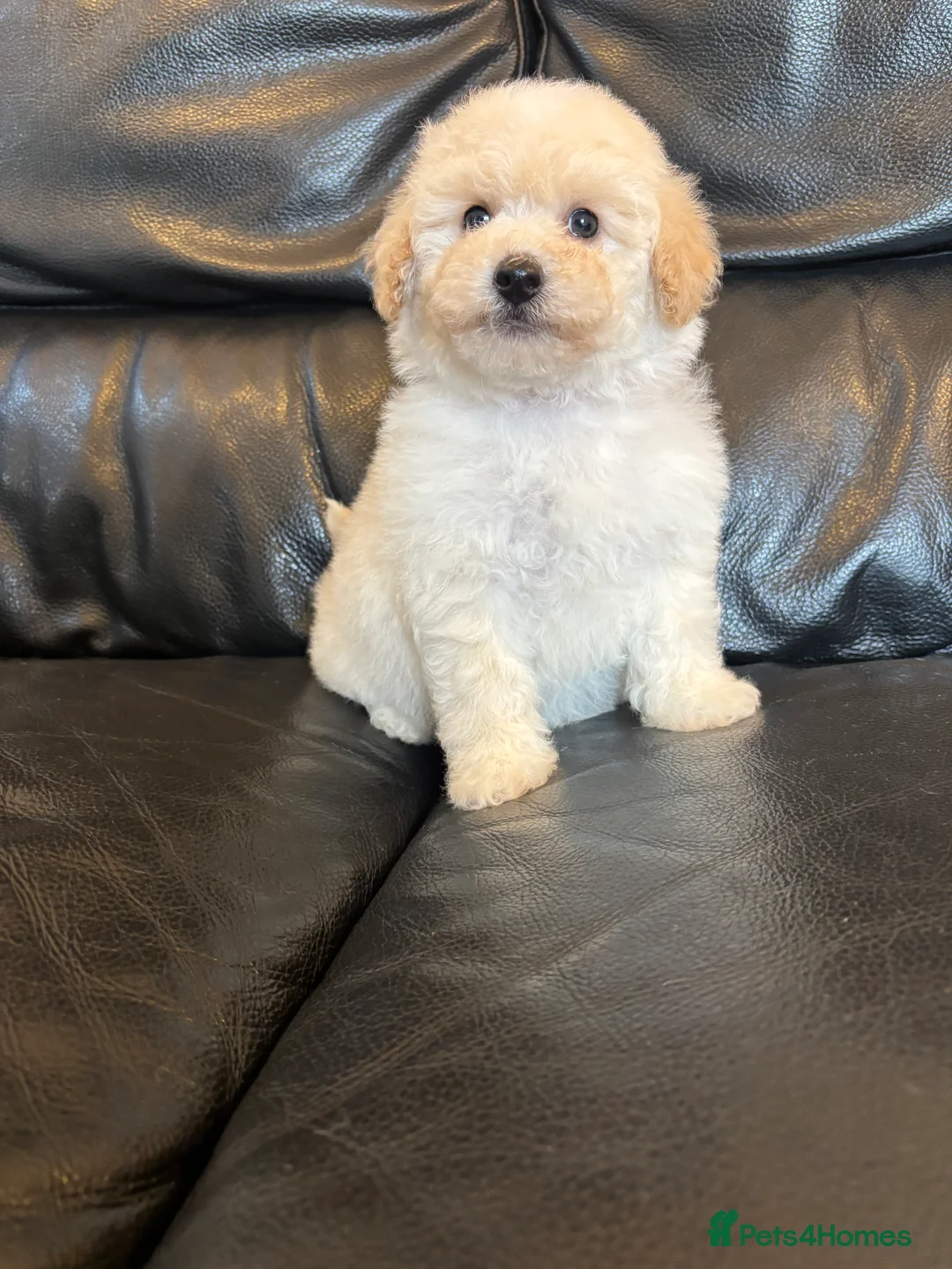 Poochon dogs for sale: One boy remaining - Advert 3