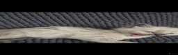 Mixed Breed cats for sale: Ragdoll x kittens - Advert 10