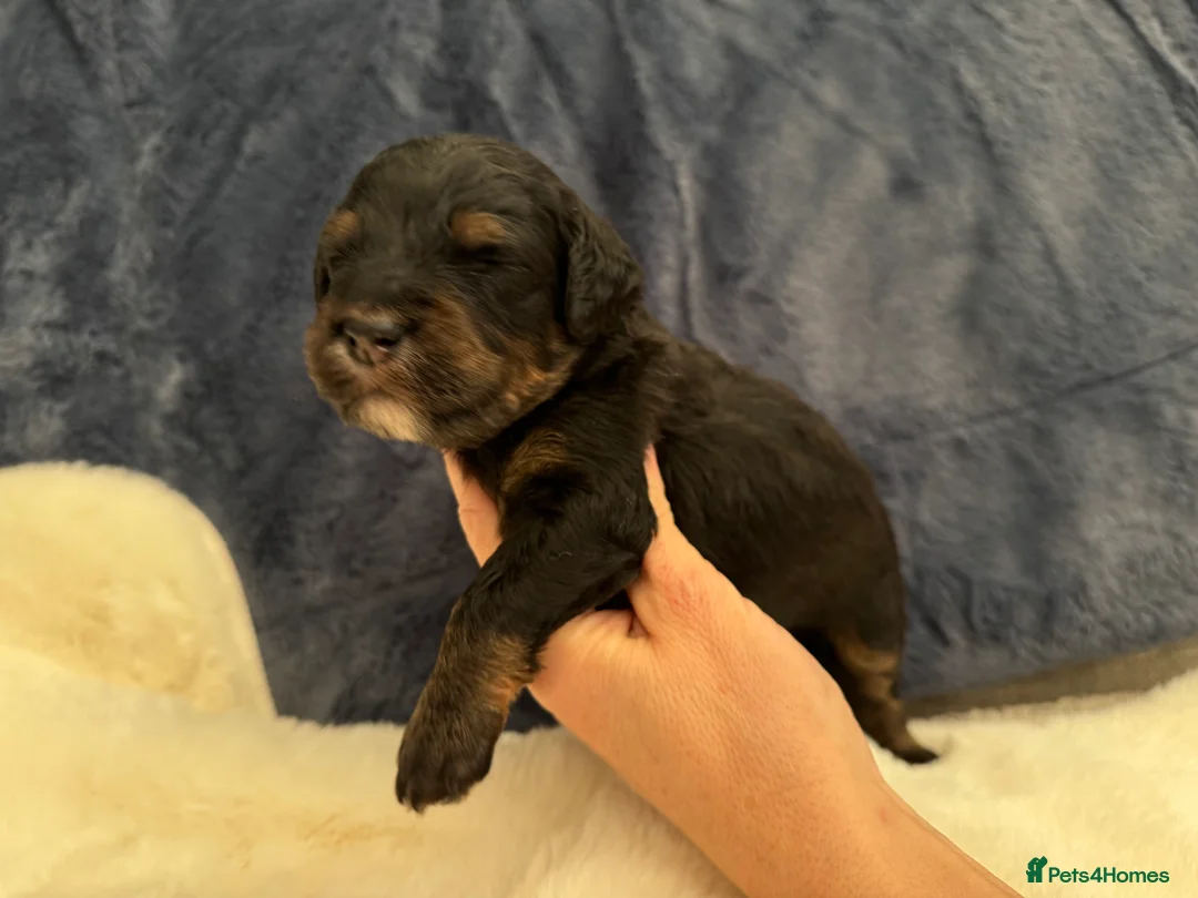 Bernedoodle dogs for sale: Gorgeous Bernedoodle puppies 🖤 - Advert 8