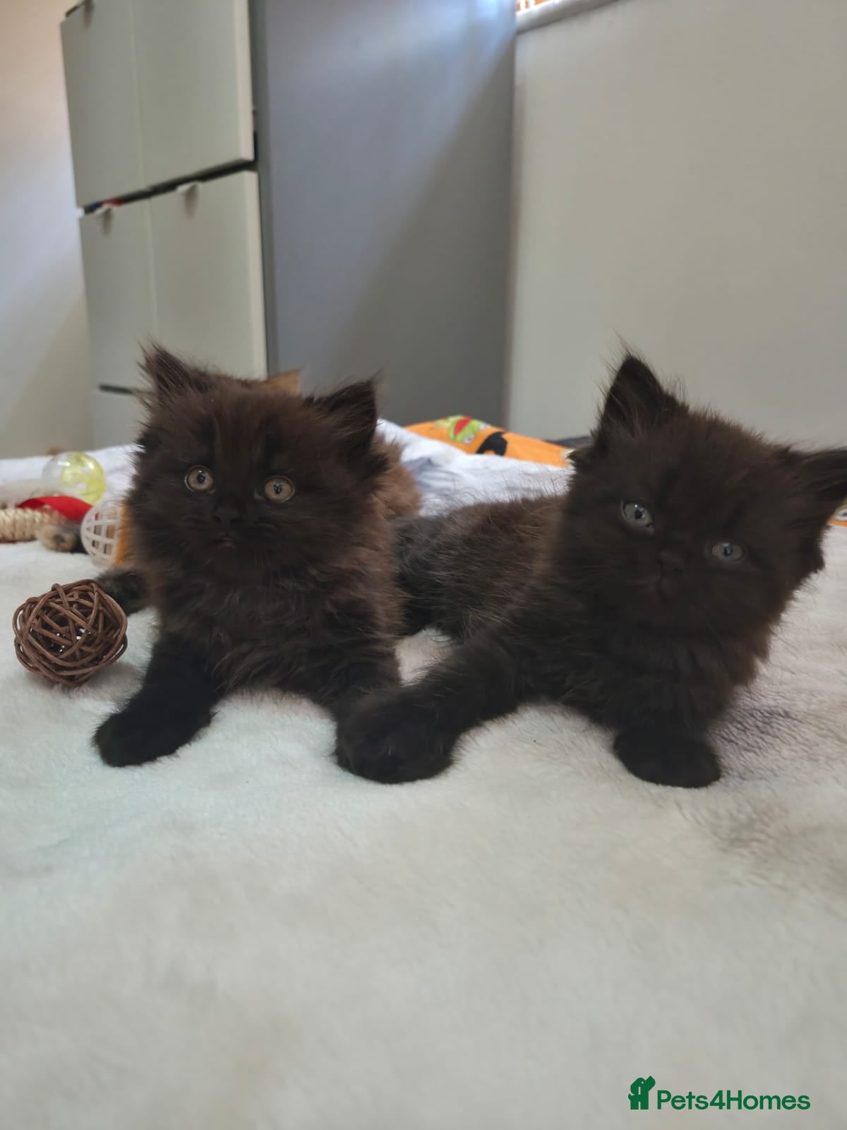 Persian cats Persian cross kitten - Advert 17