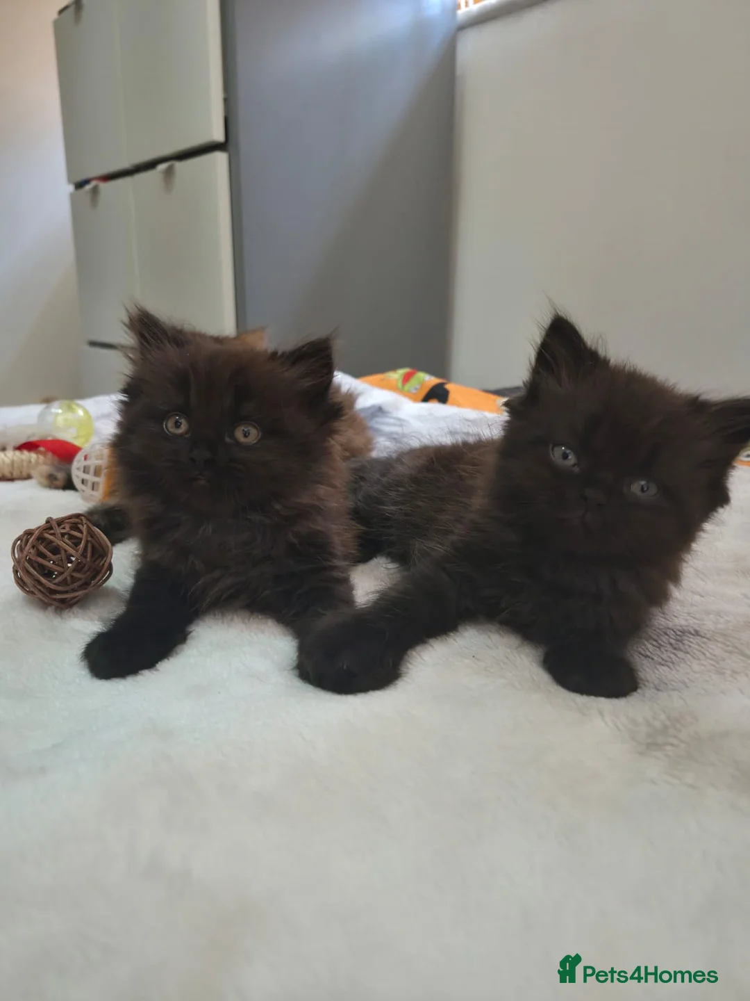 Persian cats for sale: Persian cross kitten - Advert 1