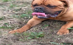 Dogue De Bordeaux dogs for stud: KC Registered Dogue de Bordeaux Available for Stud - Image 4