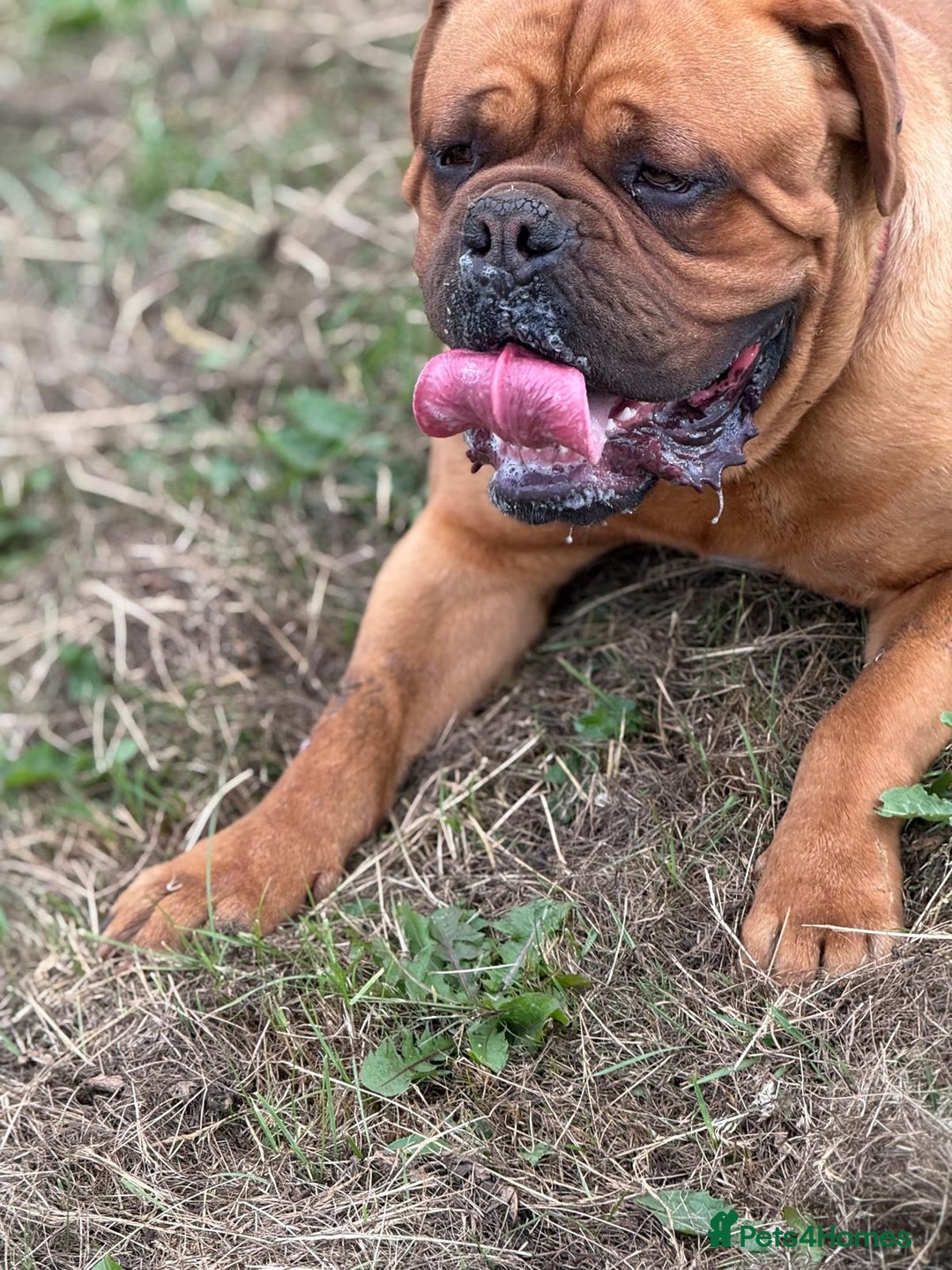 Dogue De Bordeaux dogs for stud: KC Registered Dogue de Bordeaux Available for Stud - Image 4