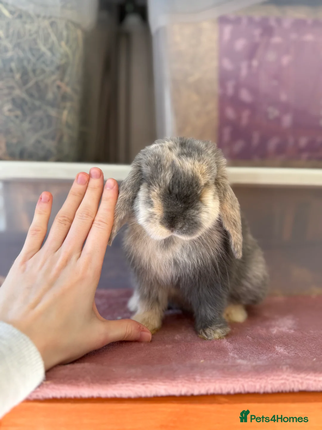 Mini Lop rabbits for sale: Young Female Mini Lop,Blue Harlequin VM- PET HOME  - Advert 1