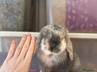 Mini Lop rabbits Young Female Mini Lop,Blue Harlequin VM- PET HOME - Advert 1