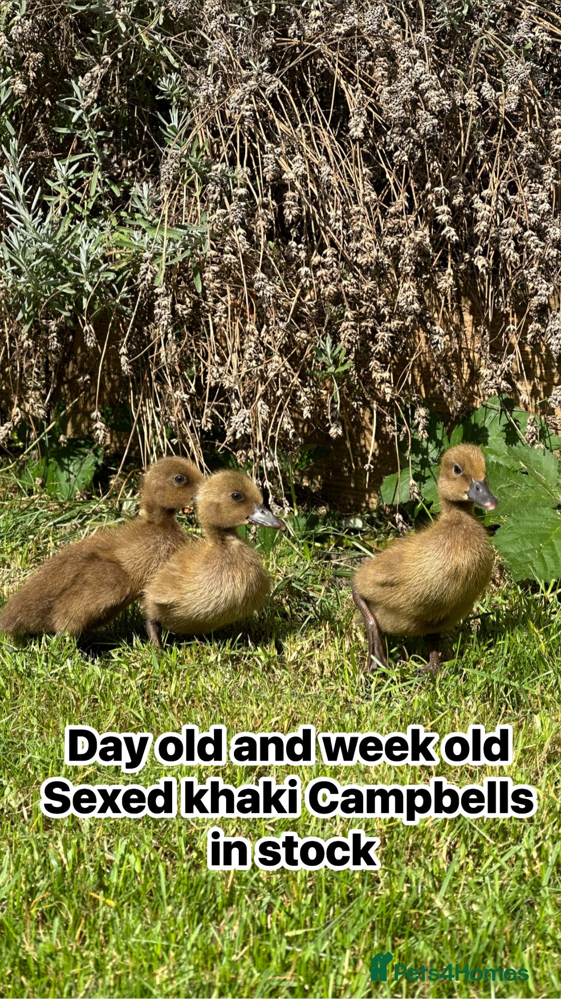 Ducks poultry Female ducklings, runners, mini appleyard, khakis  - Advert 1