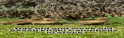 Ducks poultry for sale: Female ducklings, runners, mini appleyard, khakis  - Advert 1