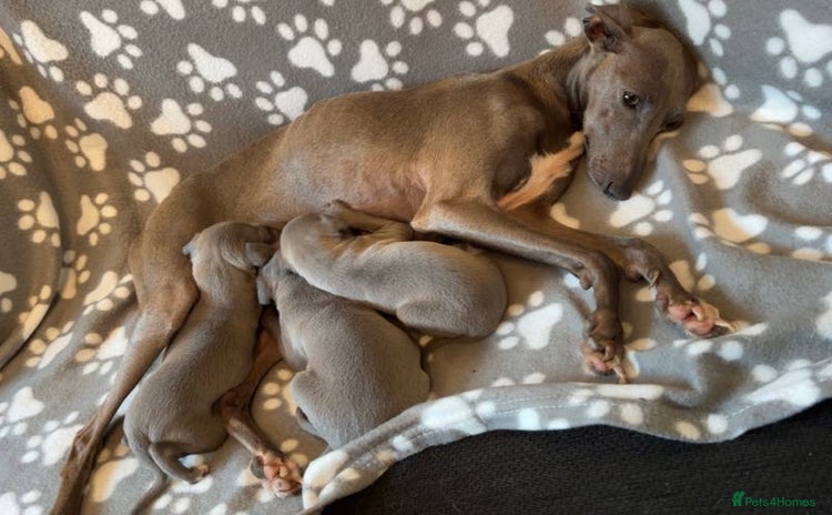 Italian Greyhound dogs - Advert 4