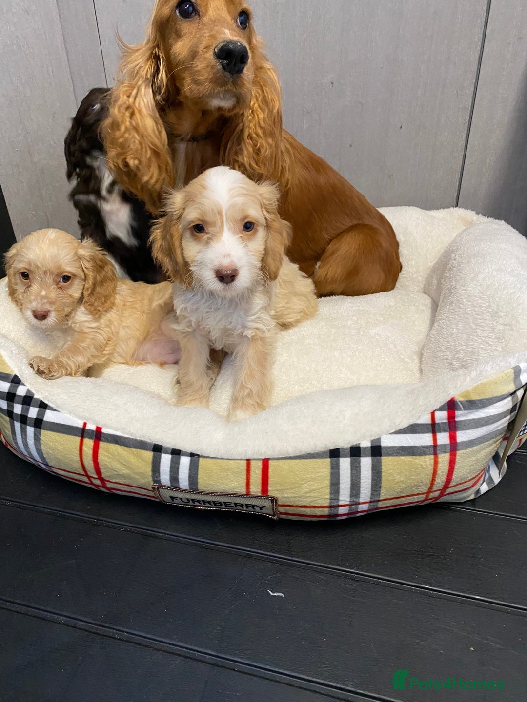 Cockapoo dogs for sale: AMAZING STUNNING F1 SHOW TYPE COCKAPOO  - Image 26