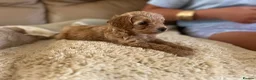 Maltipoo dogs for sale: Quality Maltipoo puppy’s  - Advert 13