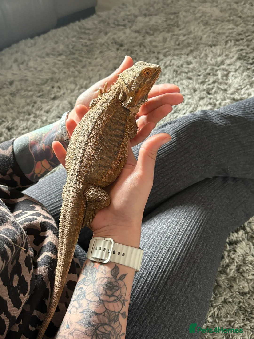 Bearded Dragon reptiles for sale: Bearded dragon no enclosure  - Advert 1