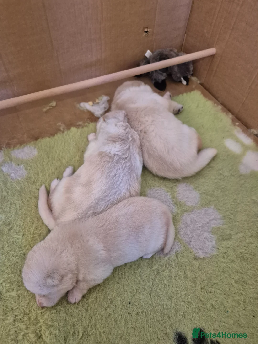 German Shepherd dogs for sale: Stunning white german shepherds  - Advert 2