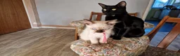 Siamese cats for sale: Old Style Siamese Kittens For Sale in Abingdon - Advert 4