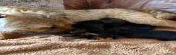 Border Terrier dogs for sale: 🐾 Licensed breeder of KC border terrier puppies  - Advert 12