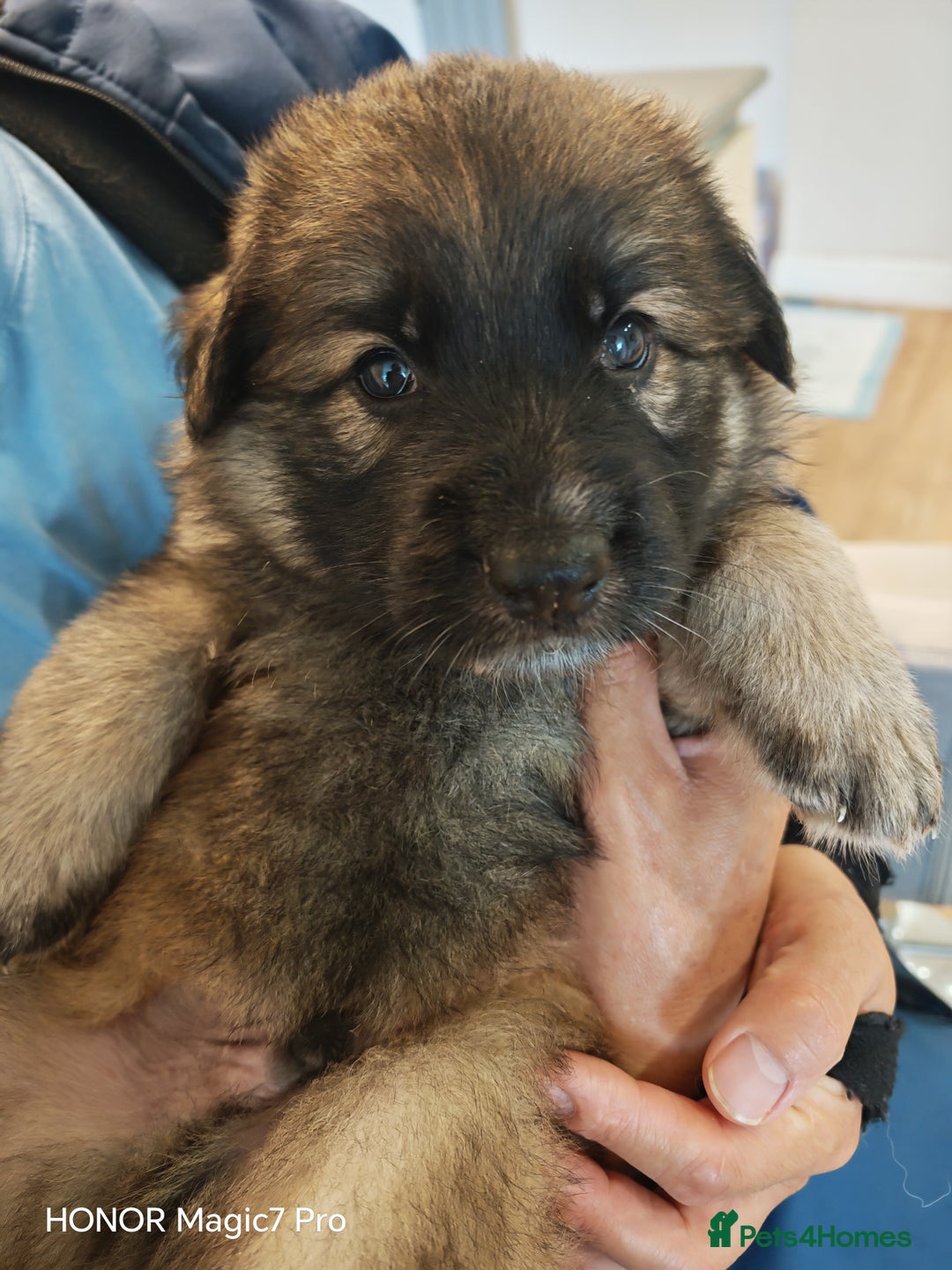 German Shepherd dogs for sale: German Shepherd puppy - Image 22