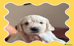 Mini Goldendoodle dogs for sale: Beautiful Family Raised F1 Mini Golden-doodles  - Image 4