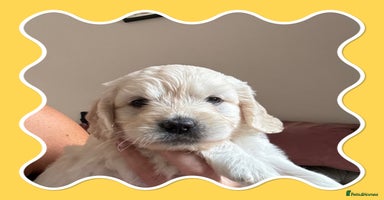 Mini Goldendoodle dogs - Advert 9