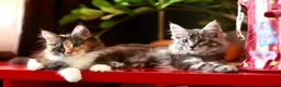 Maine Coon cats for sale: Maine Coon Kittens - Silver Tabby & Calico - Advert 7