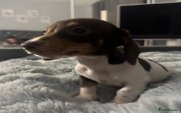 Miniature Dachshund dogs for sale: Four beautiful miniature dachshund girls - Advert 21