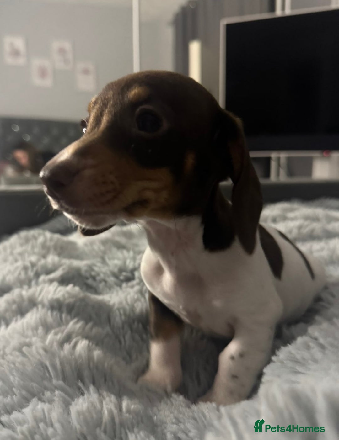 Miniature Dachshund dogs for sale: Four beautiful miniature dachshund girls - Advert 21