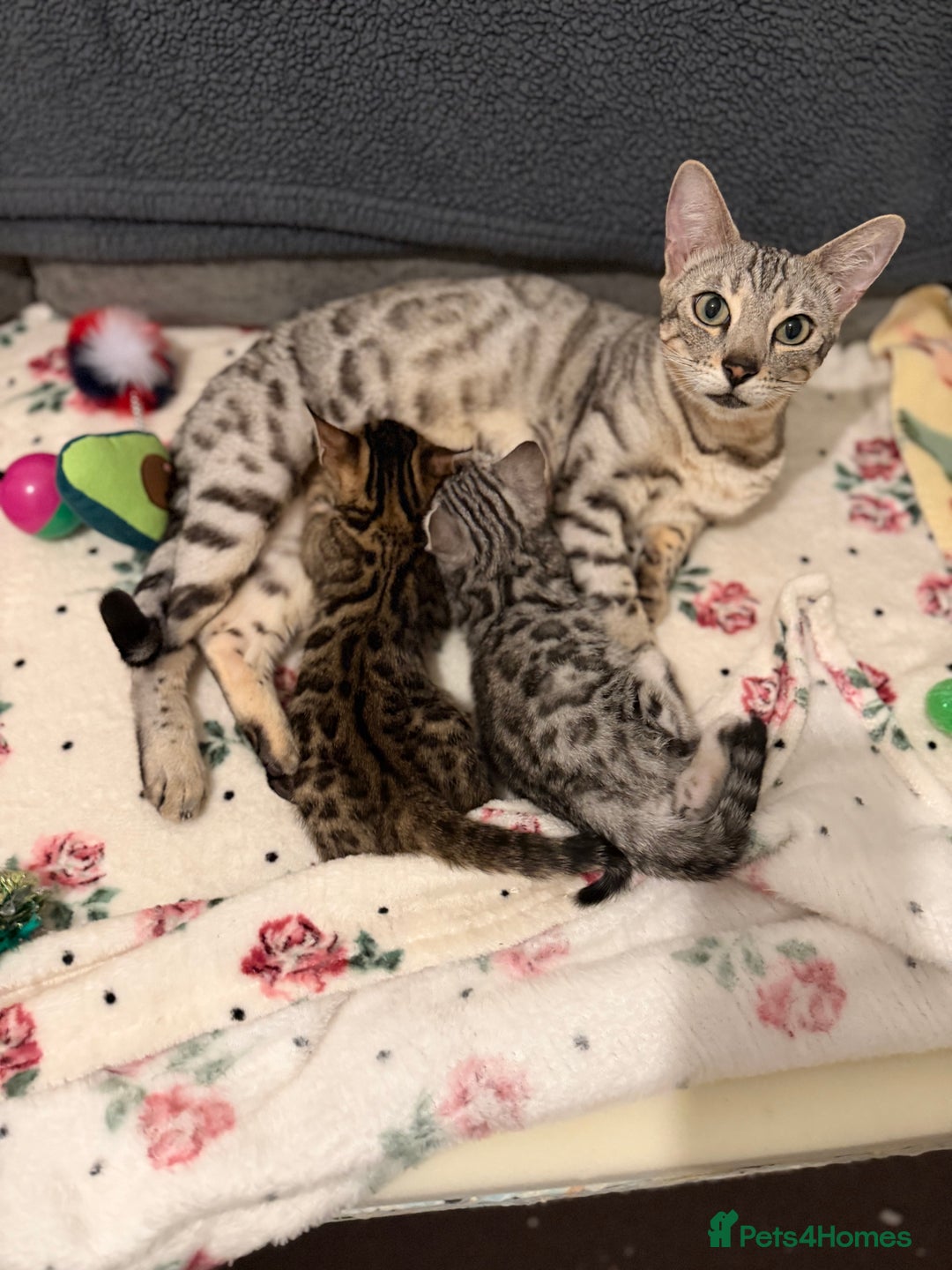 Bengal cats for sale: 🩶 BENGAL 🔥 KITTENS 🤍 TICA REGISTERED  - Advert 21