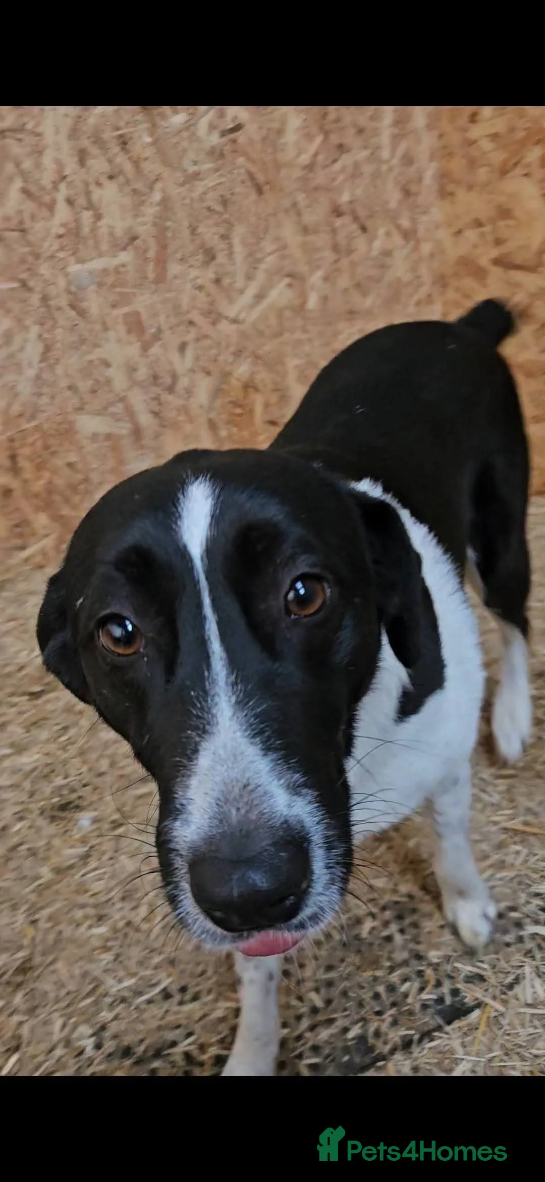 Mixed Breed dogs for adoption: Meet Coco, currently residing in Essex in Frinton-on-Sea - Advert 12