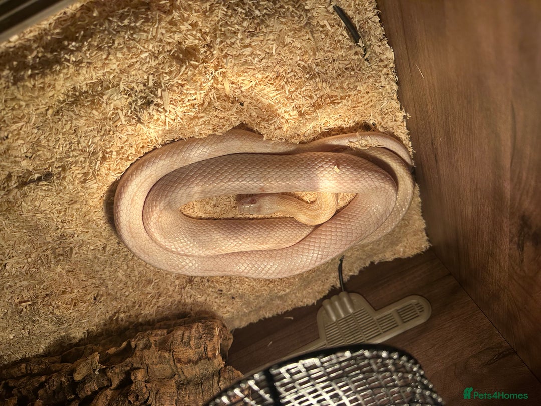 Corn Snake reptiles for sale: Female albino corn snake - Advert 1