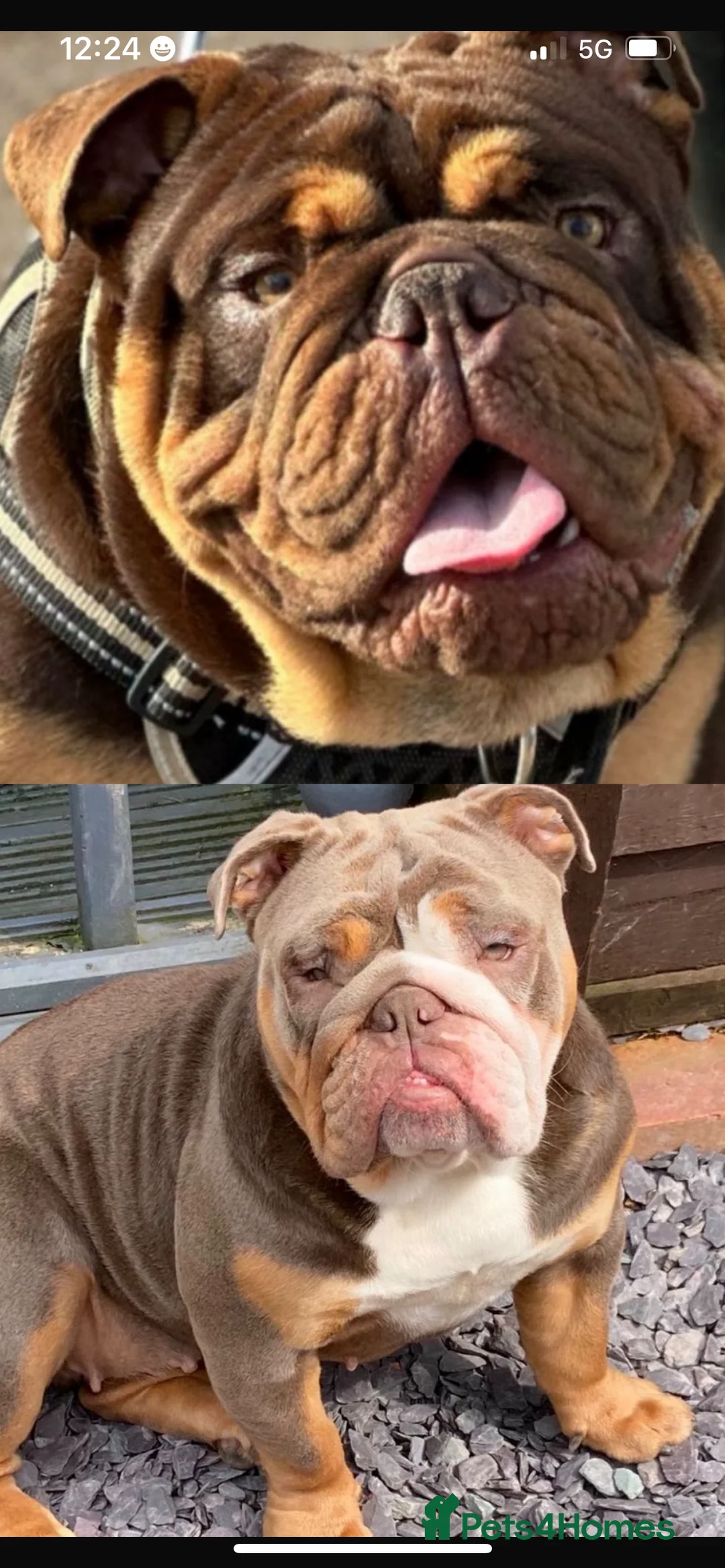 English Bulldog dogs for sale: Stunning pups  - Advert 6