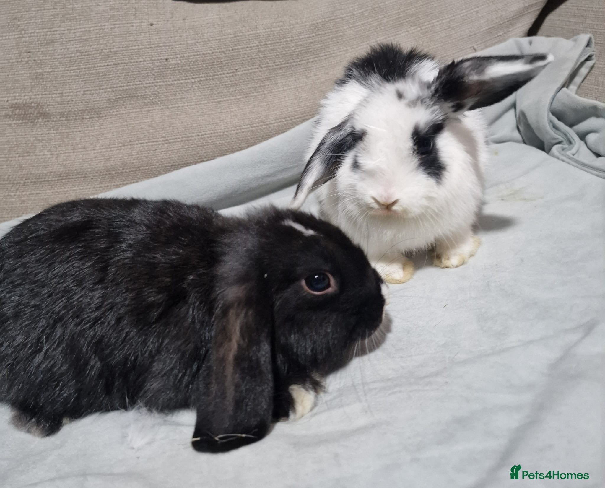 Mini Lop rabbits Two female mini lop baby rabbits ( sisters )  - Advert 1