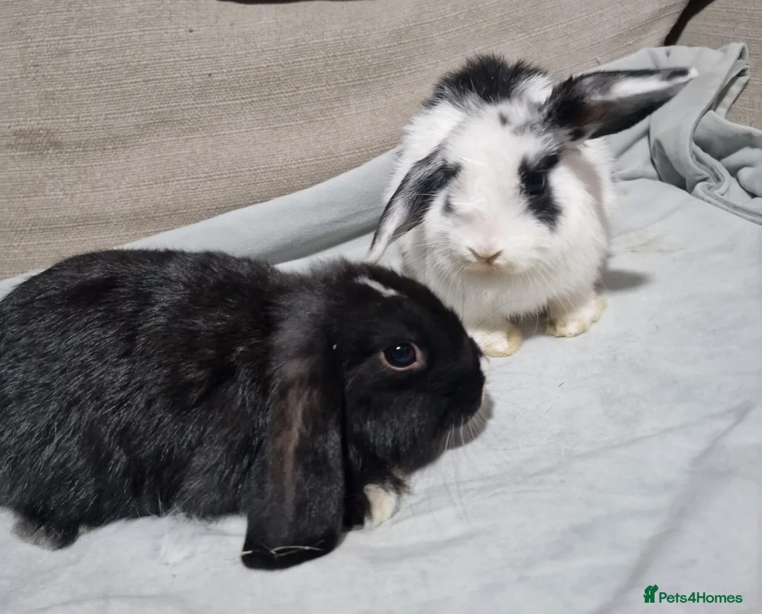 Mini Lop rabbits for sale: Two female mini lop baby rabbits ( sisters )  - Advert 1