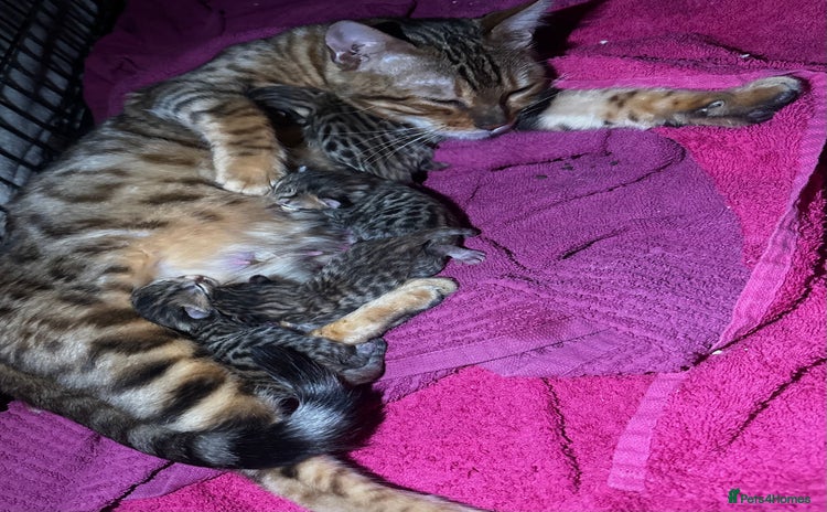 Bengal cats - Advert 1