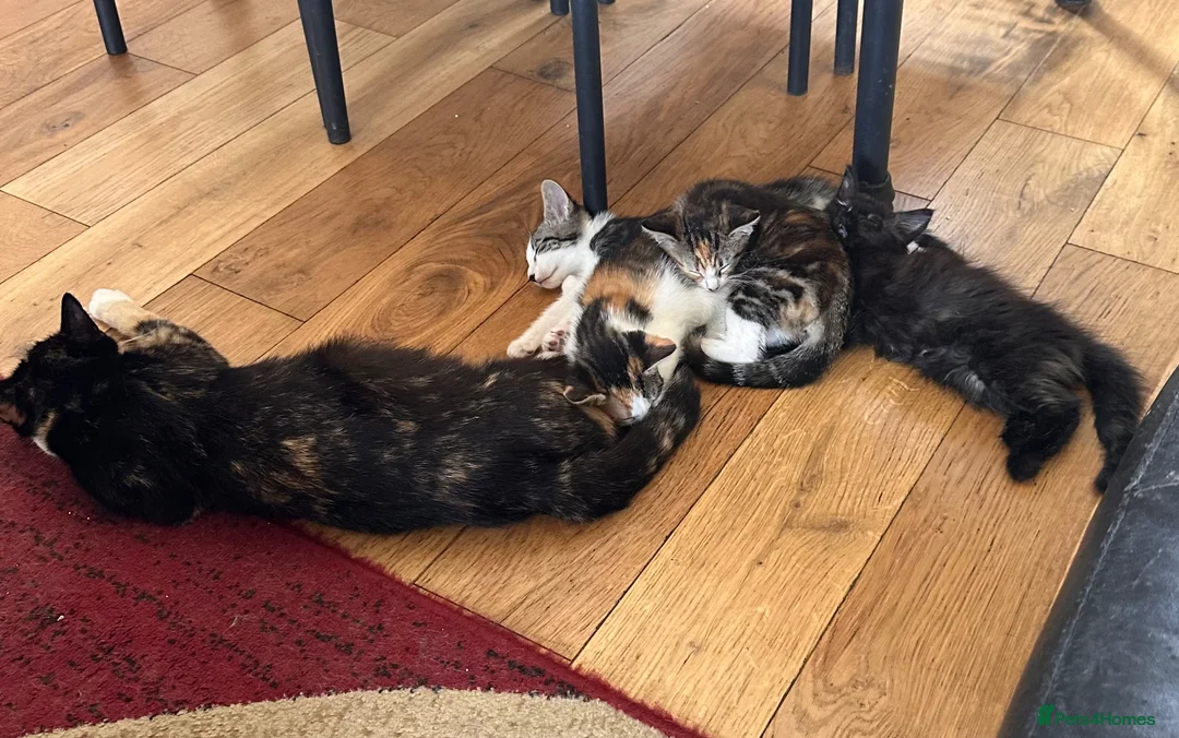 Mixed Breed cats for sale: Mixed bread kittens ready to go £100 - Advert 9