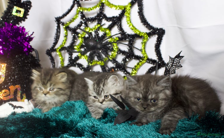 British Shorthair cats - Advert 13