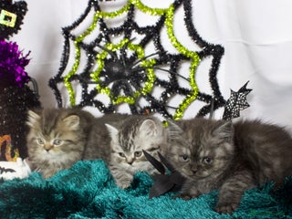 British Shorthair cats - Advert 4