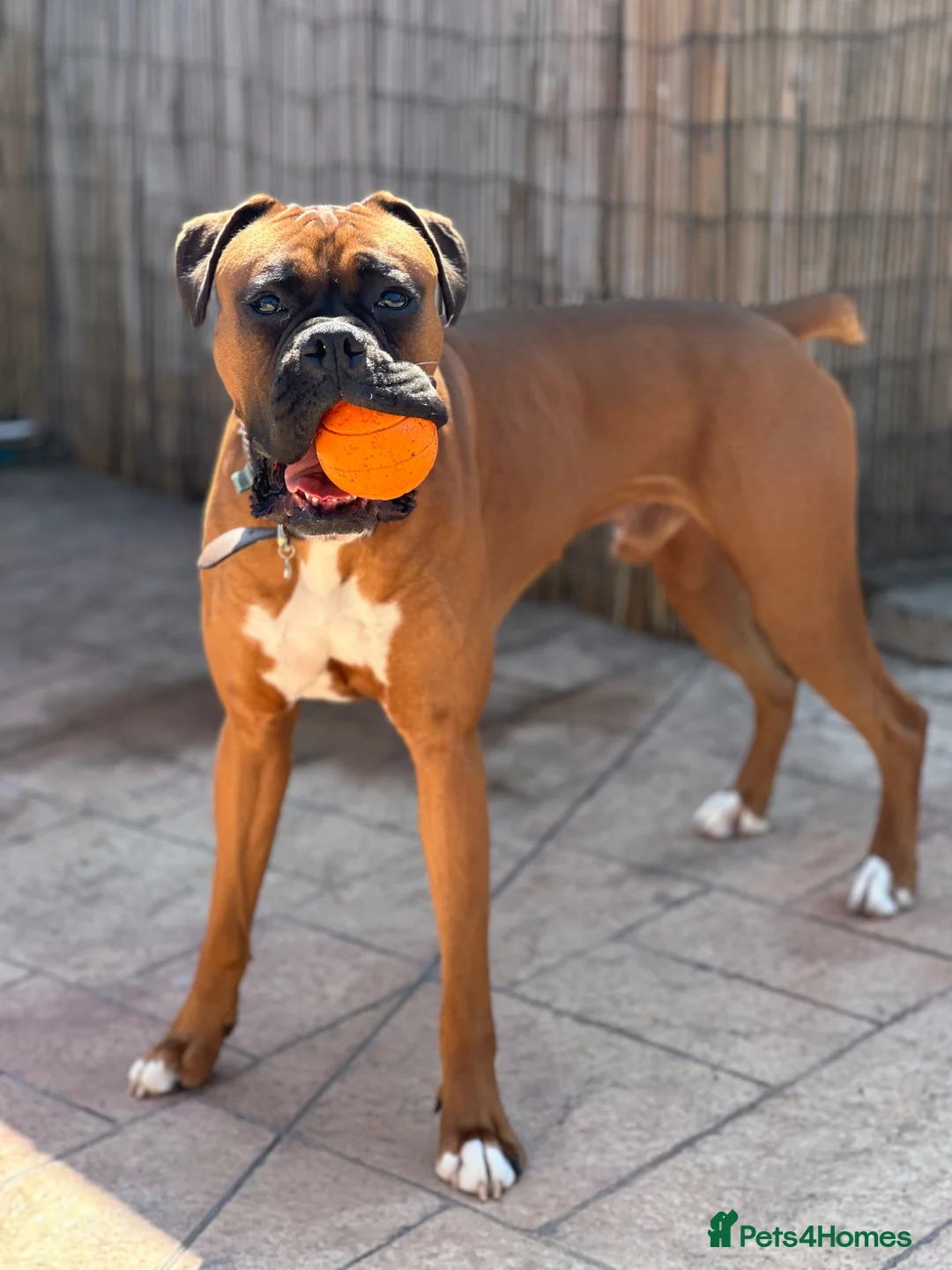 Boxer dogs for stud: Boxer Stud - Advert 1