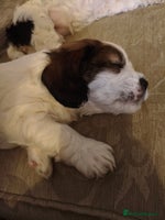 Mixed Breed dogs Gorgeous Male Cocker Bassett x Shichon Puppy - Advert 7