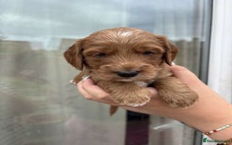Mixed Breed dogs for sale: Bedlington terrier poodle mixed with a cockerpoo - Image 12