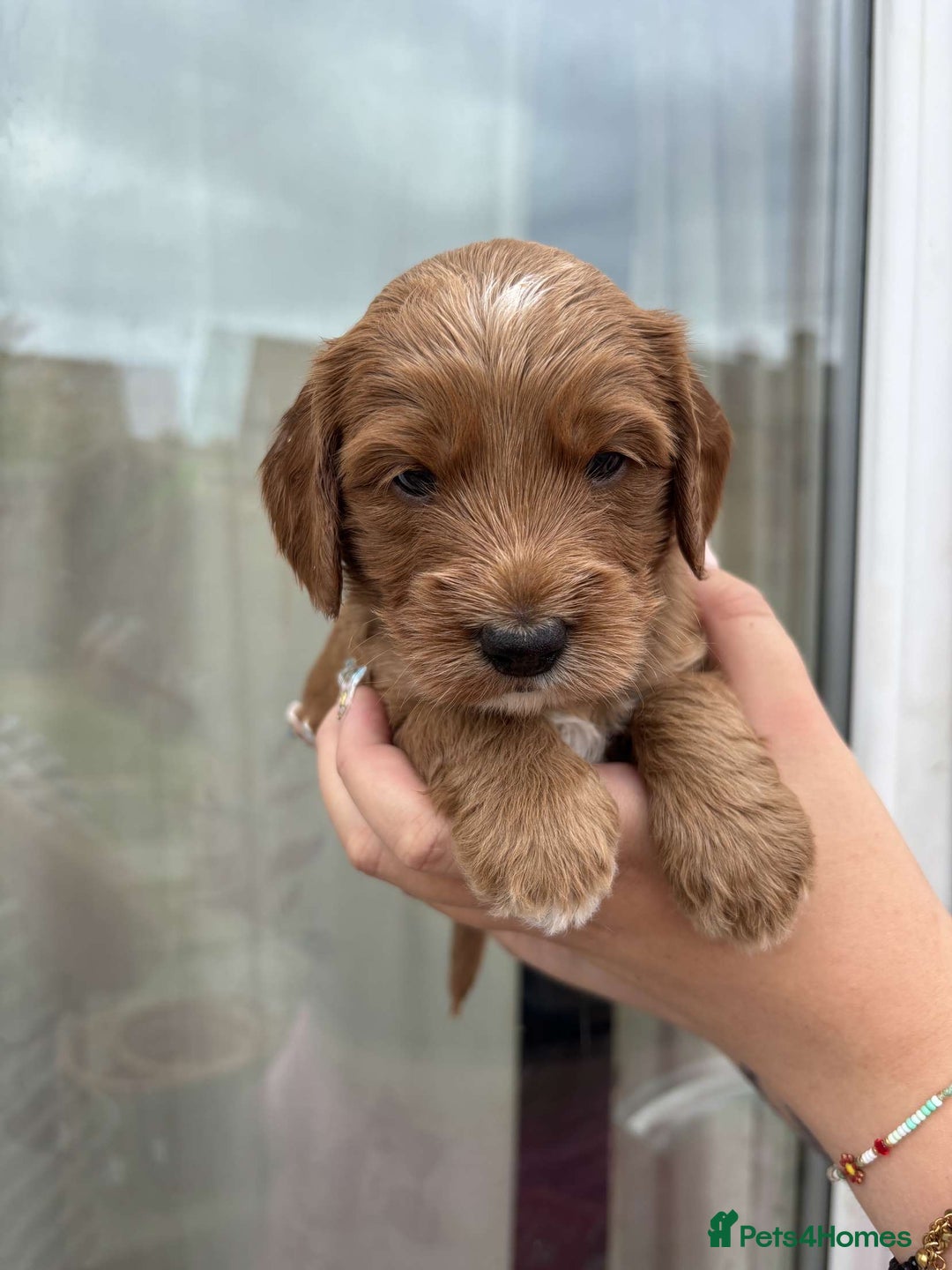 Mixed Breed dogs for sale: Bedlington terrier poodle mixed with a cockerpoo - Image 12