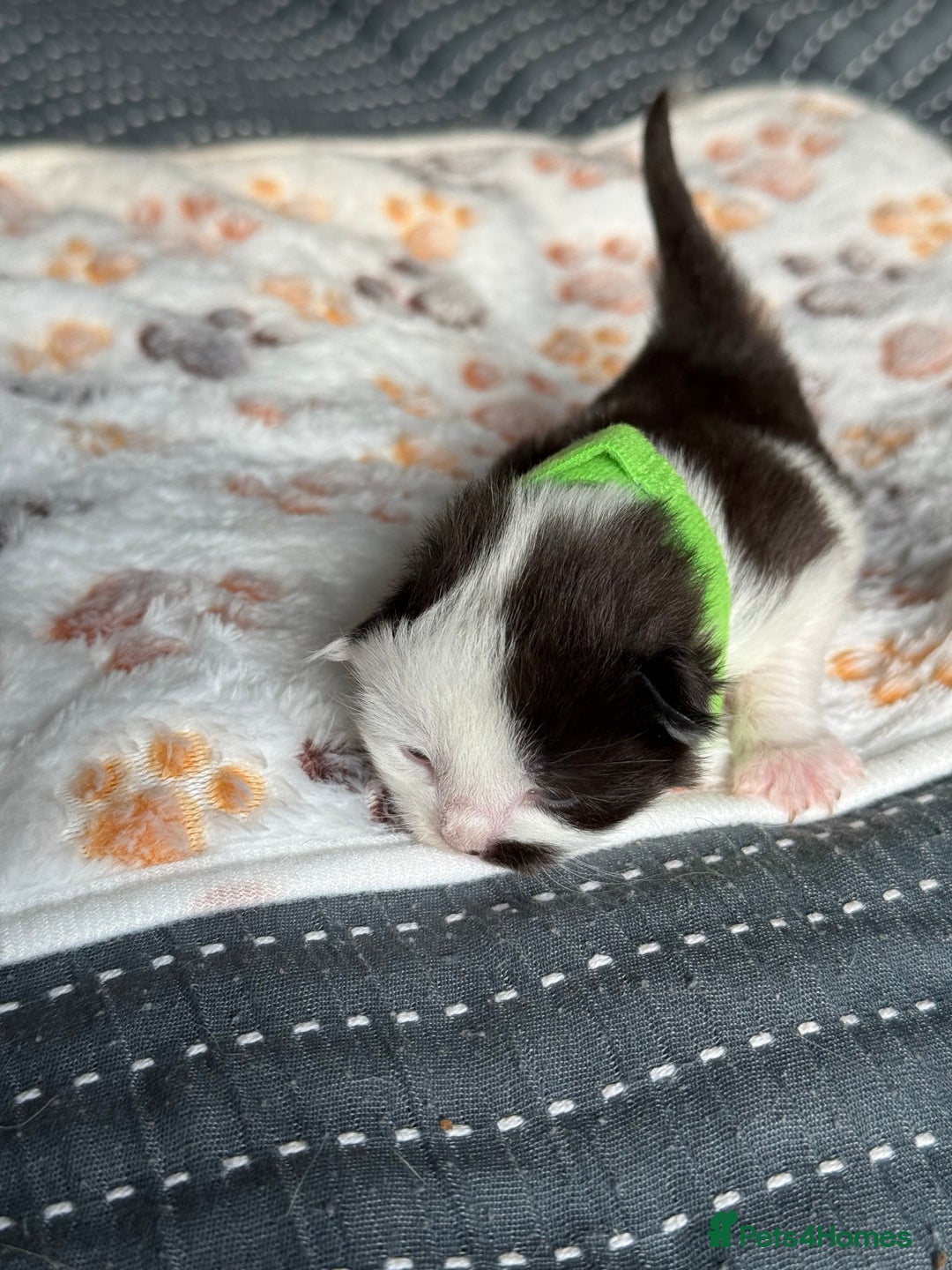 Domestic Shorthair cats for sale: 8 Bundles of joy - Image 10