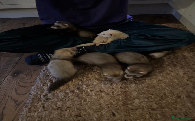 Ferret rodents - Advert 7