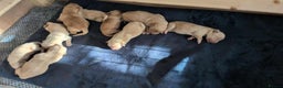 Goldador dogs for sale: Goldador puppies - all reserved  - Advert 7