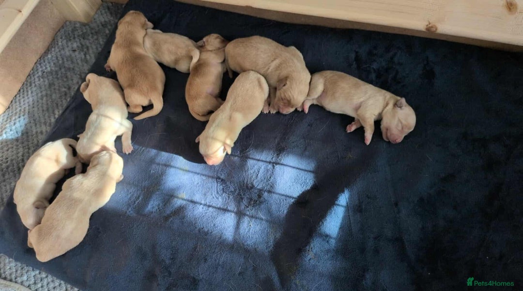 Goldador dogs for sale: Goldador puppies - all reserved  - Advert 7