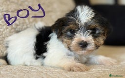 Biewer Terrier dogs for sale: Biewer terrier - Image 9