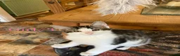 British Shorthair cats for sale: Short/Long Haired Tabby Kittens  - Advert 3