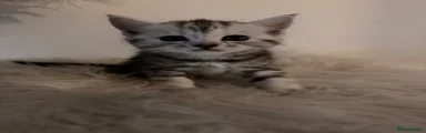 Maine Coon Kitten 3